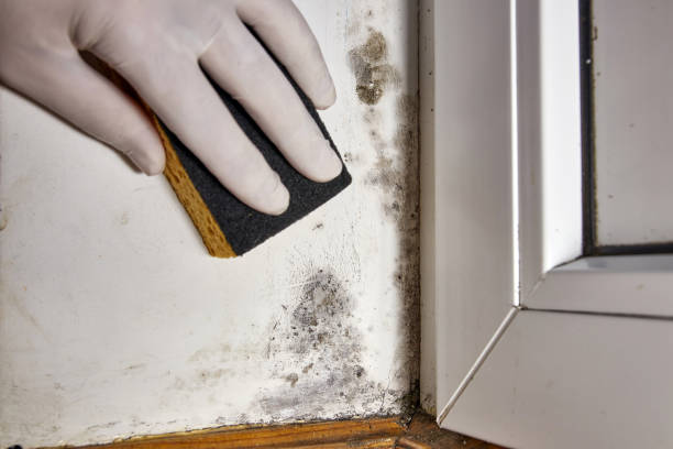 Mold Documentation for Insurance Claims in Fairland, OK